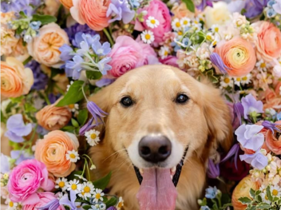 dog wedding