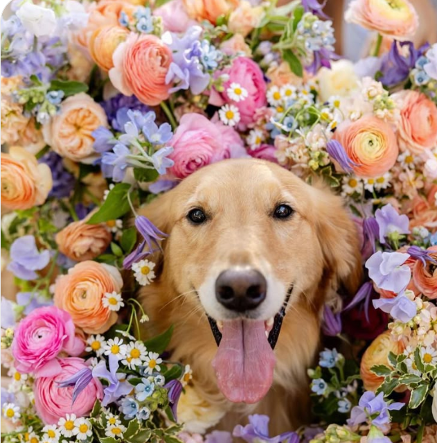dog wedding