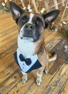 dog tuxedo
